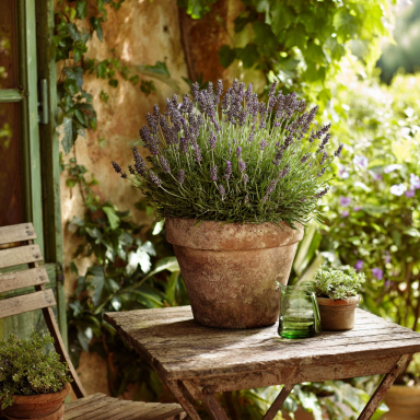 Munstead Lavender Plants in 4 Inch Pots. Do not order in Extreme hot or cold